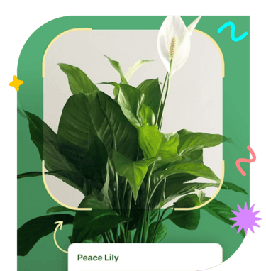 植物種類の識別
